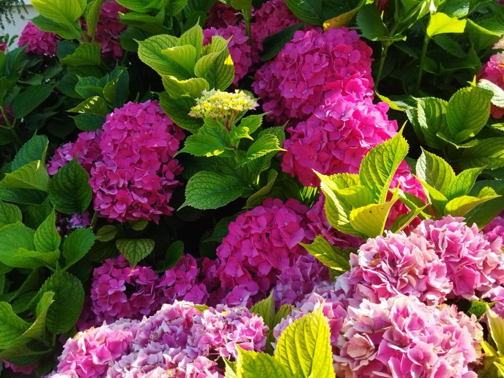 Les Hortensias Fortschwihr Экстерьер фото